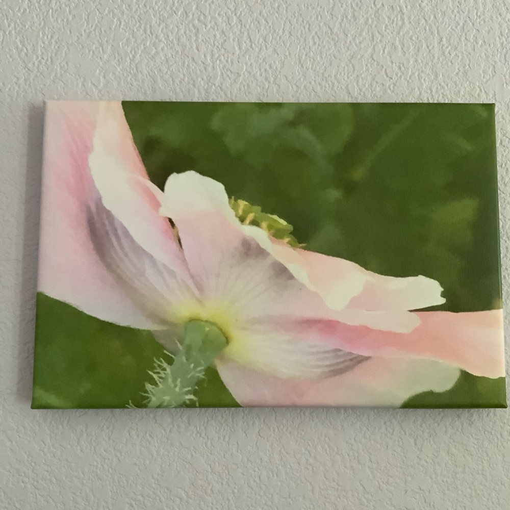 Ornamental Breadseed Poppy Canvas Picture